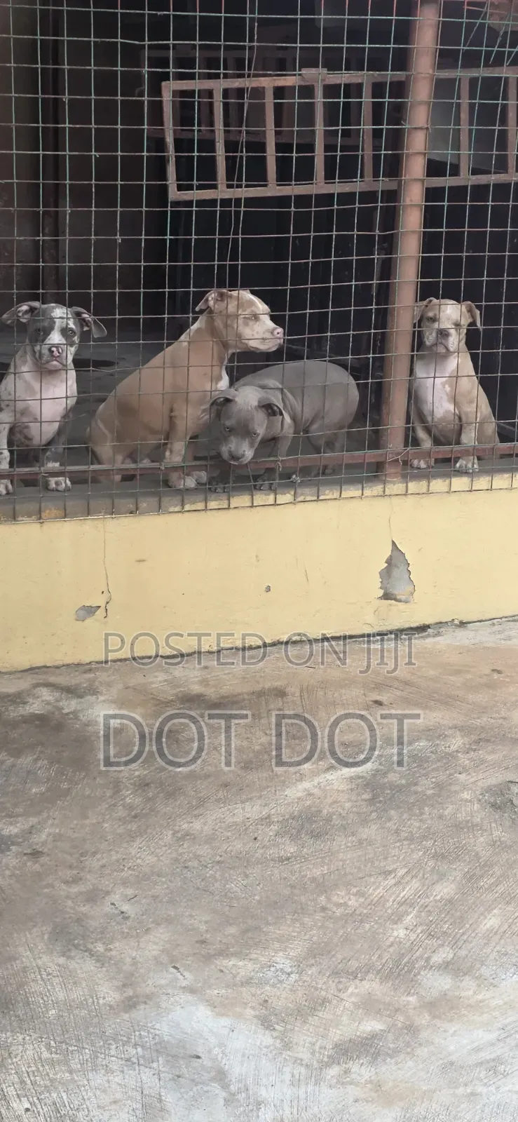 3-6 months Male Purebred American Bully
