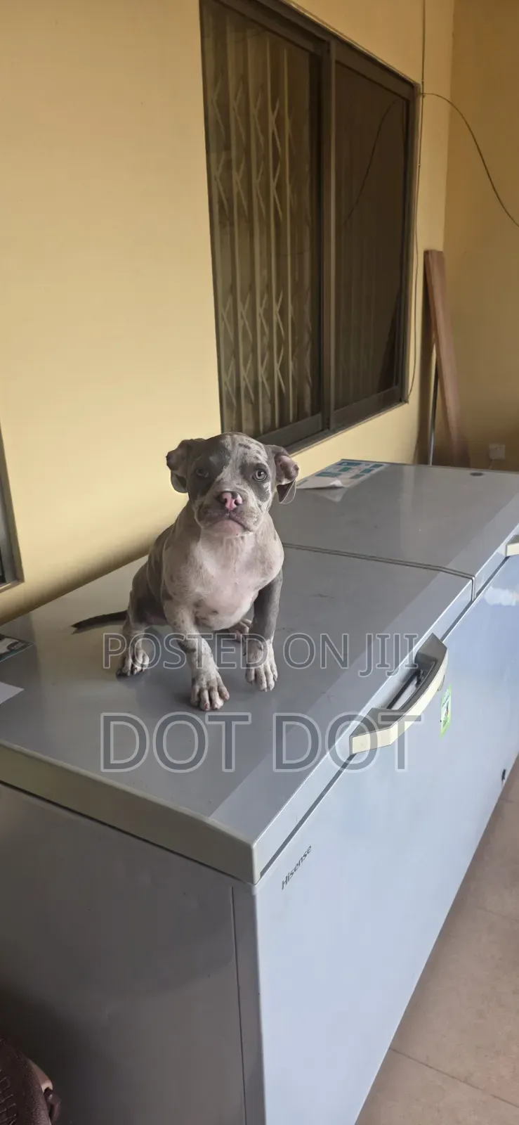3-6 months Male Purebred American Bully