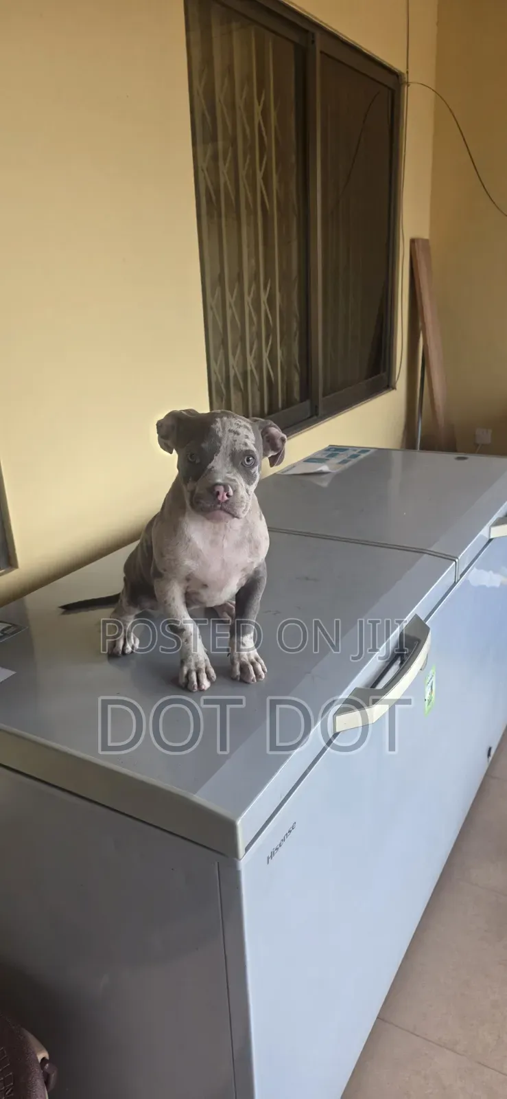 3-6 months Male Purebred American Bully