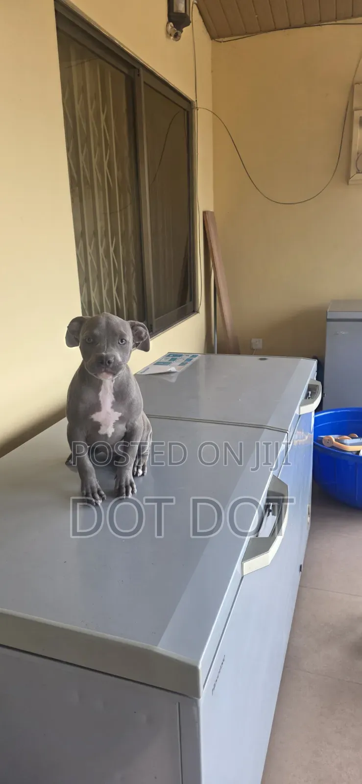 3-6 months Male Purebred American Bully
