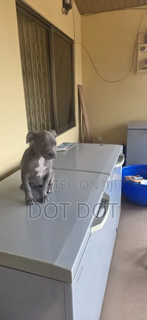 3-6 months Male Purebred American Bully