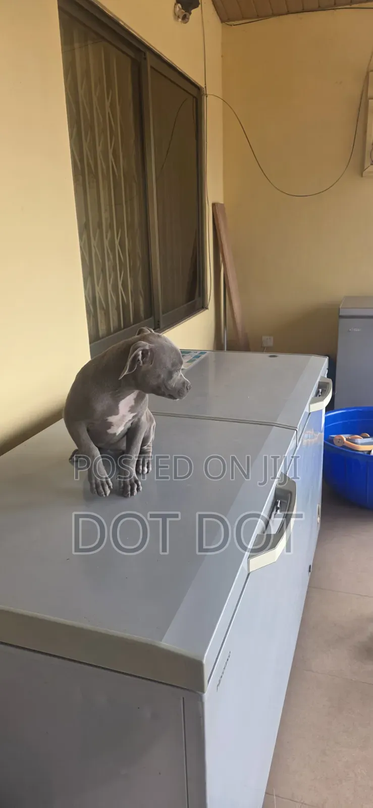 3-6 months Male Purebred American Bully