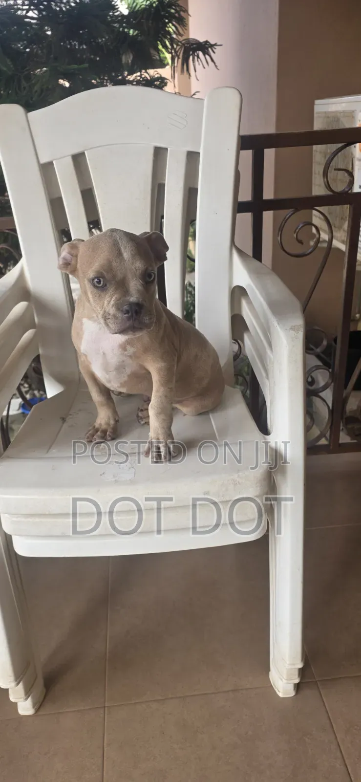 3-6 months Male Purebred American Bully