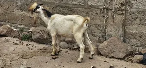 Slaughtered Frozen Full Both Male Goat for Sale