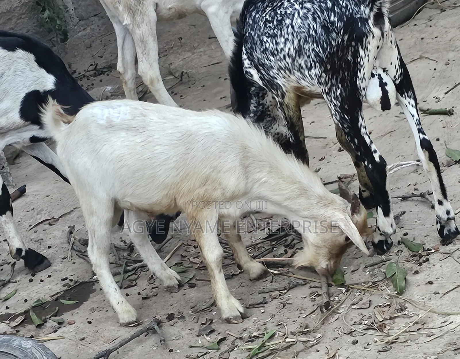 Slaughtered Frozen Full Both Male Goat for Sale