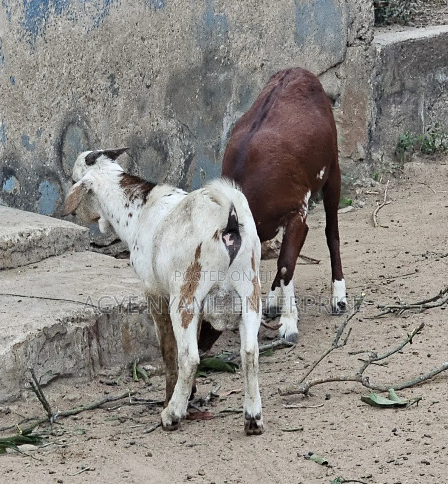 Slaughtered Frozen Full Both Male Goat for Sale