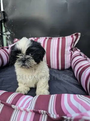 1-3 months Male Purebred Shih Tzu