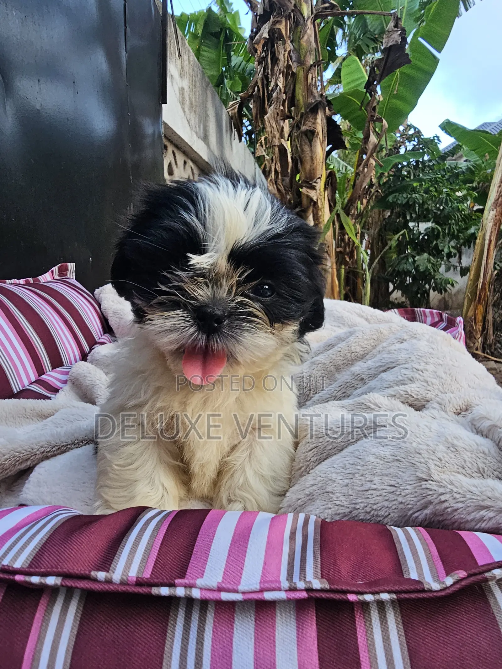 1-3 months Male Purebred Shih Tzu