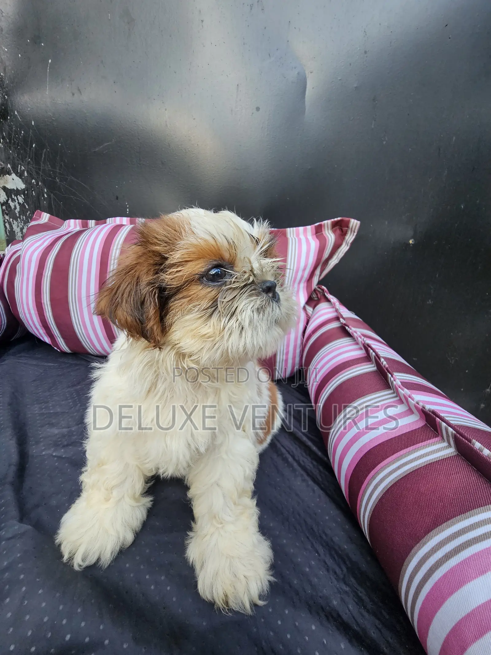 1-3 months Male Purebred Shih Tzu