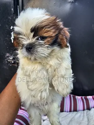 1-3 months Male Purebred Shih Tzu