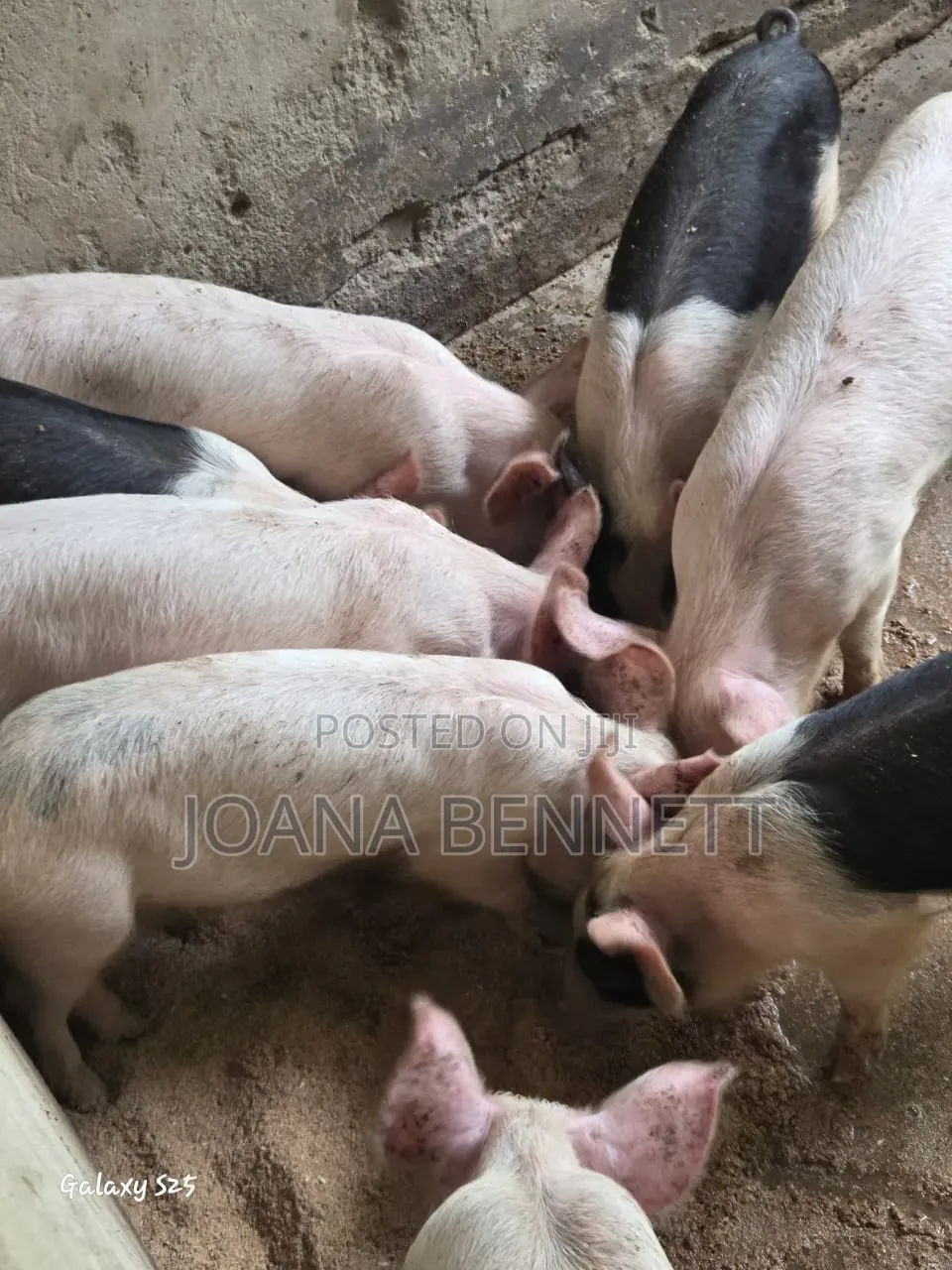 Fat Grown Pigs