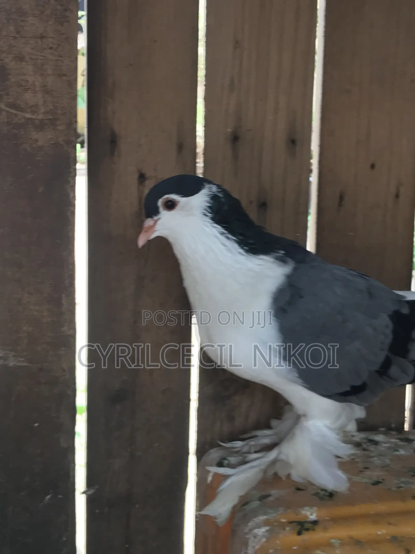 Male Blue Bar Lahore