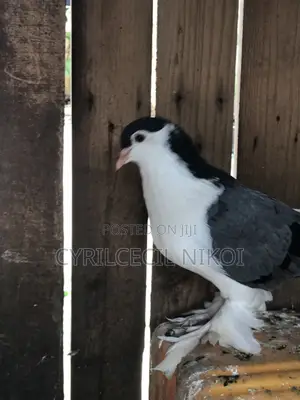 Male Blue Bar Lahore