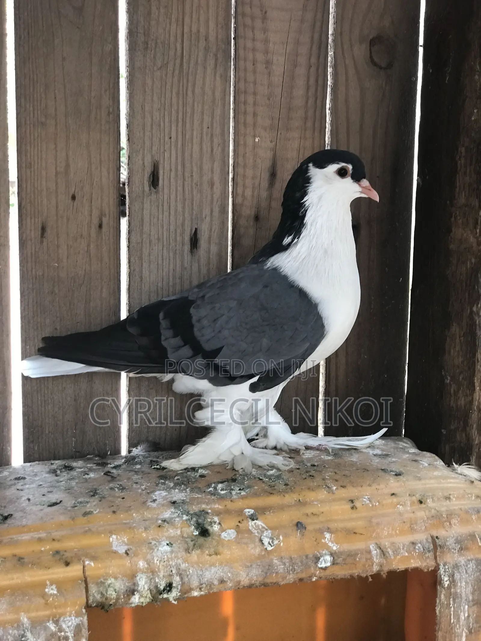 Male Blue Bar Lahore