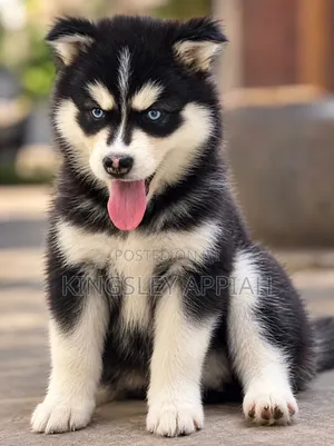 1-3 months Male Purebred Siberian Husky