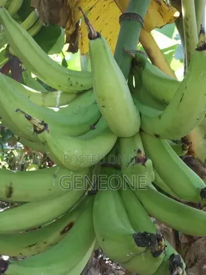 Fresh Plantain