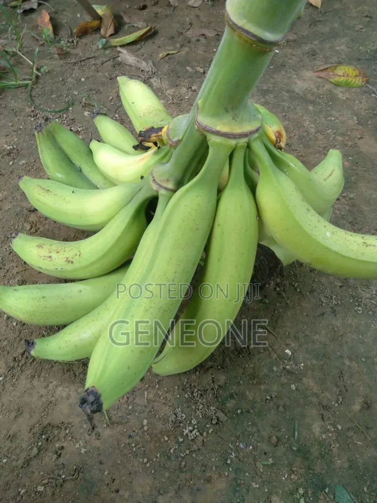 Fresh Plantain