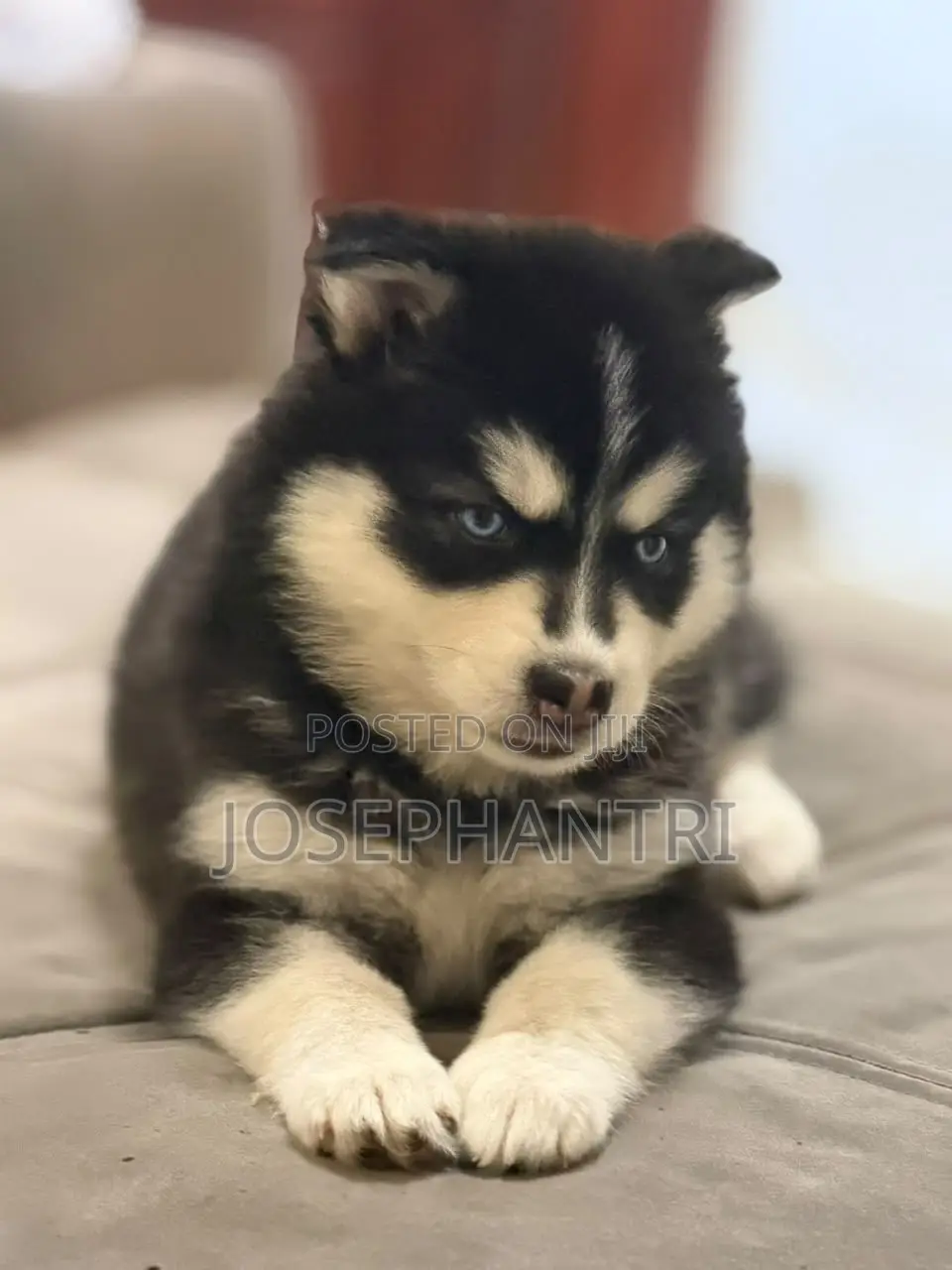 1-3 months Female Purebred Siberian Husky