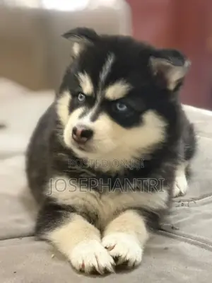1-3 months Female Purebred Siberian Husky