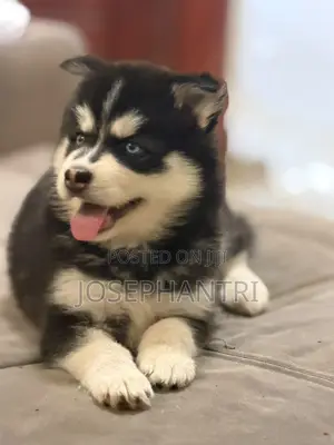 1-3 months Female Purebred Siberian Husky