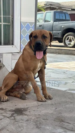 6-12 months Male Purebred Boerboel