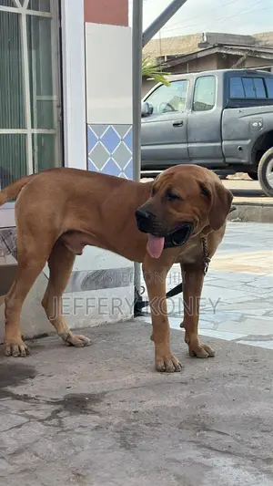 6-12 months Male Purebred Boerboel
