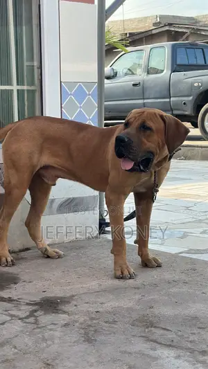 6-12 months Male Purebred Boerboel