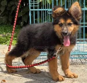 1-3 months Male Purebred German Shepherd