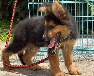 1-3 months Male Purebred German Shepherd