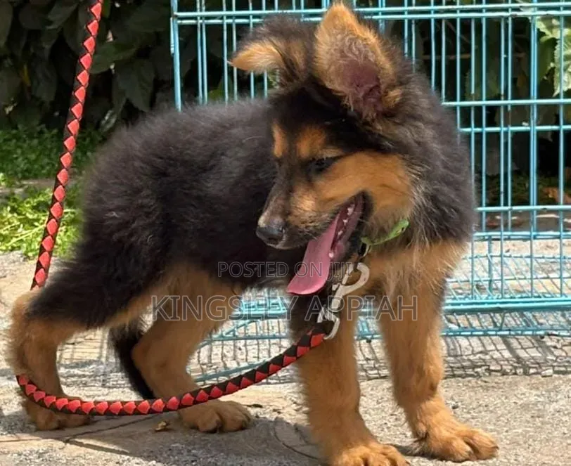 1-3 months Male Purebred German Shepherd