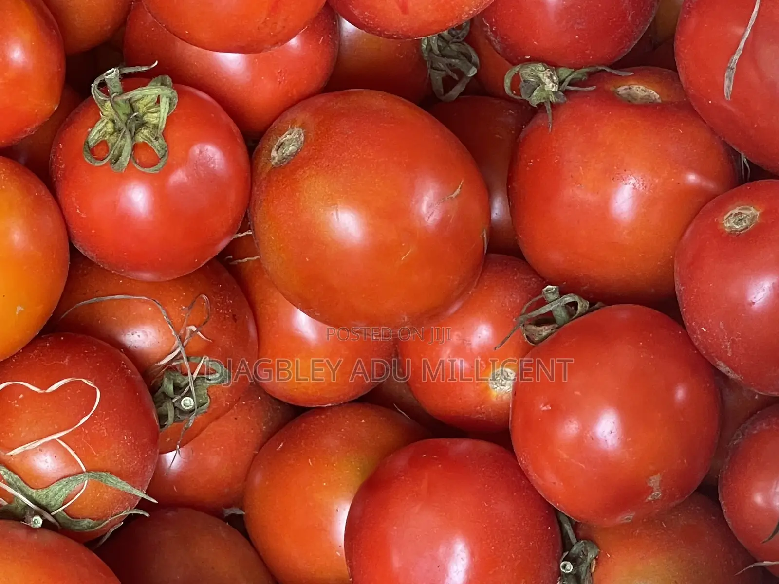 Fresh Tomatoes at an Affordable Price