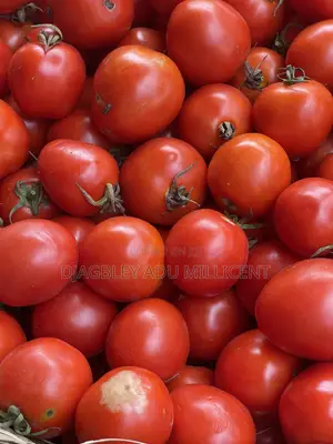 Fresh Tomatoes at an Affordable Price