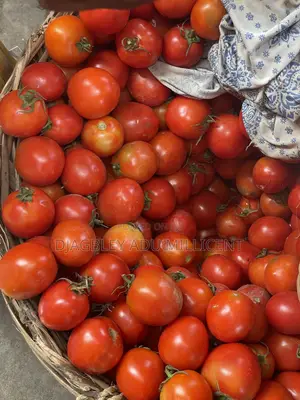 Fresh Tomatoes at an Affordable Price
