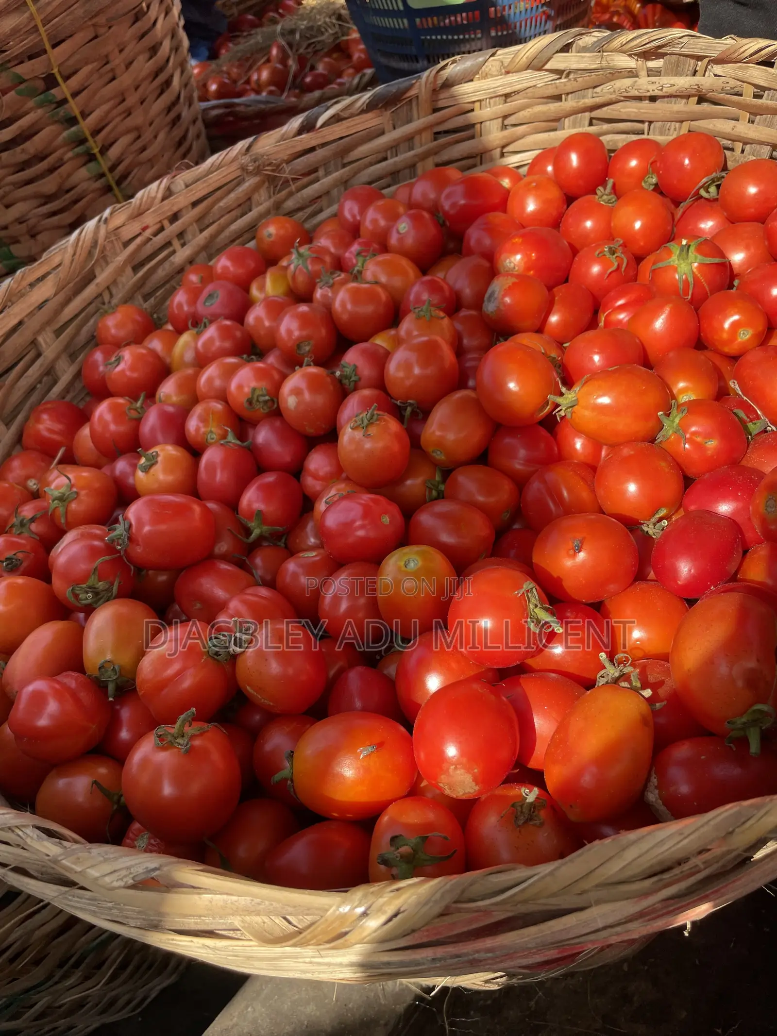 Fresh Tomatoes at an Affordable Price