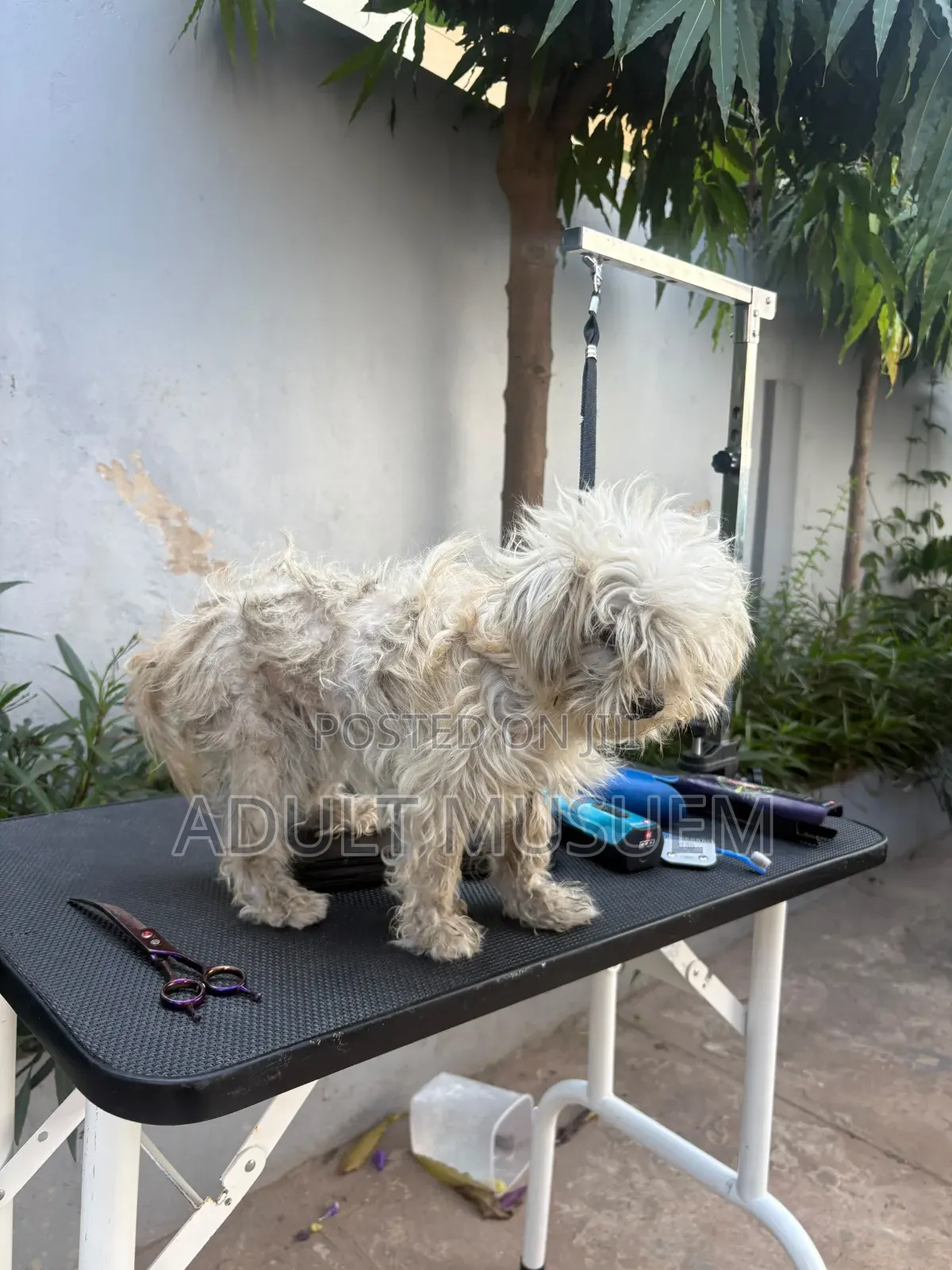 Dog Grooming Home Service Accra | Mobile Dog Groomer Ghana