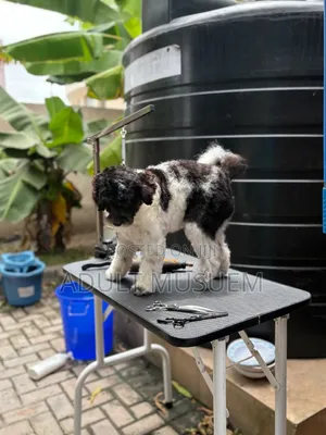 Full Pet Grooming Accra | Complete Dog & Cat Grooming Services