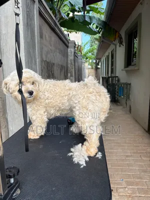 Mobile Pet Full Grooming Accra | Dog & Cat Grooming at Home