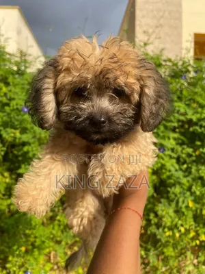 1-3 months Female Mixed Breed Poodle