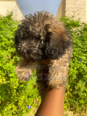 1-3 months Male Mixed Breed Poodle