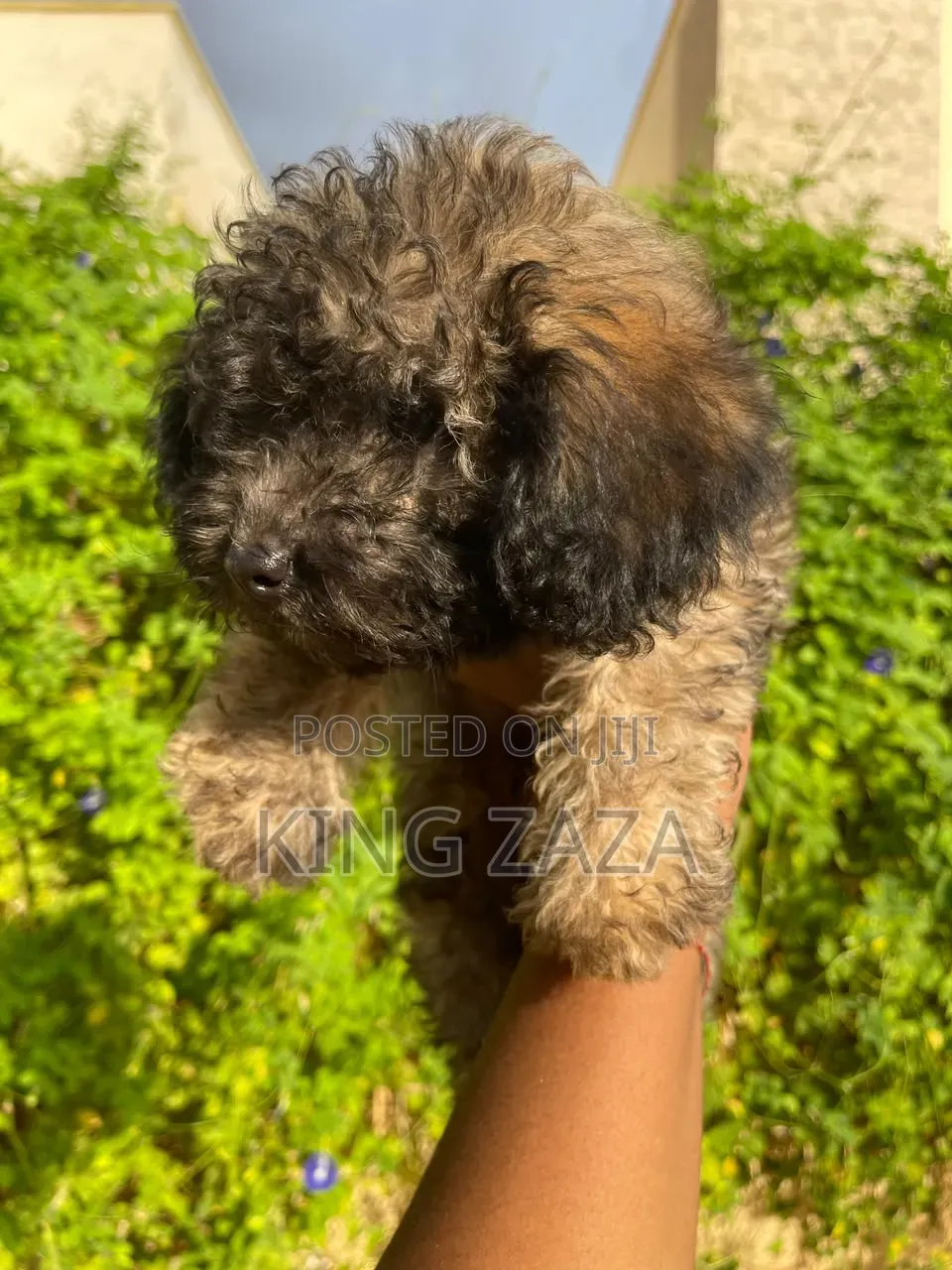 1-3 months Male Mixed Breed Poodle