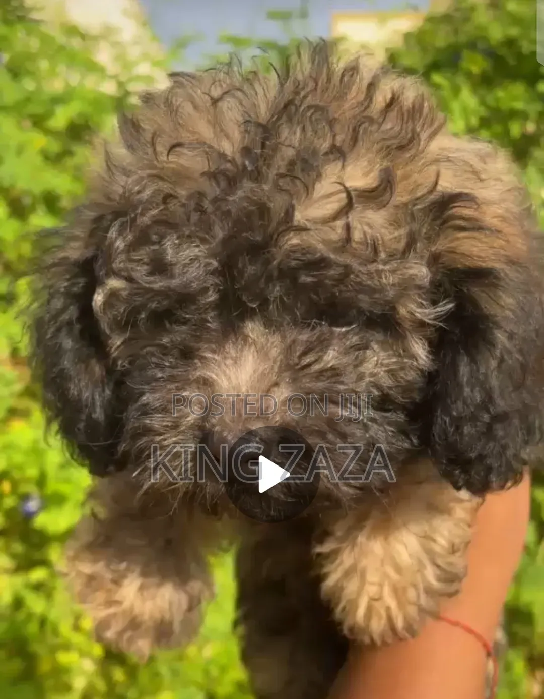 1-3 months Male Mixed Breed Poodle