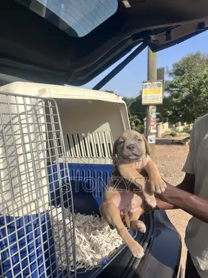 1-3 months Male Purebred Cane Corso