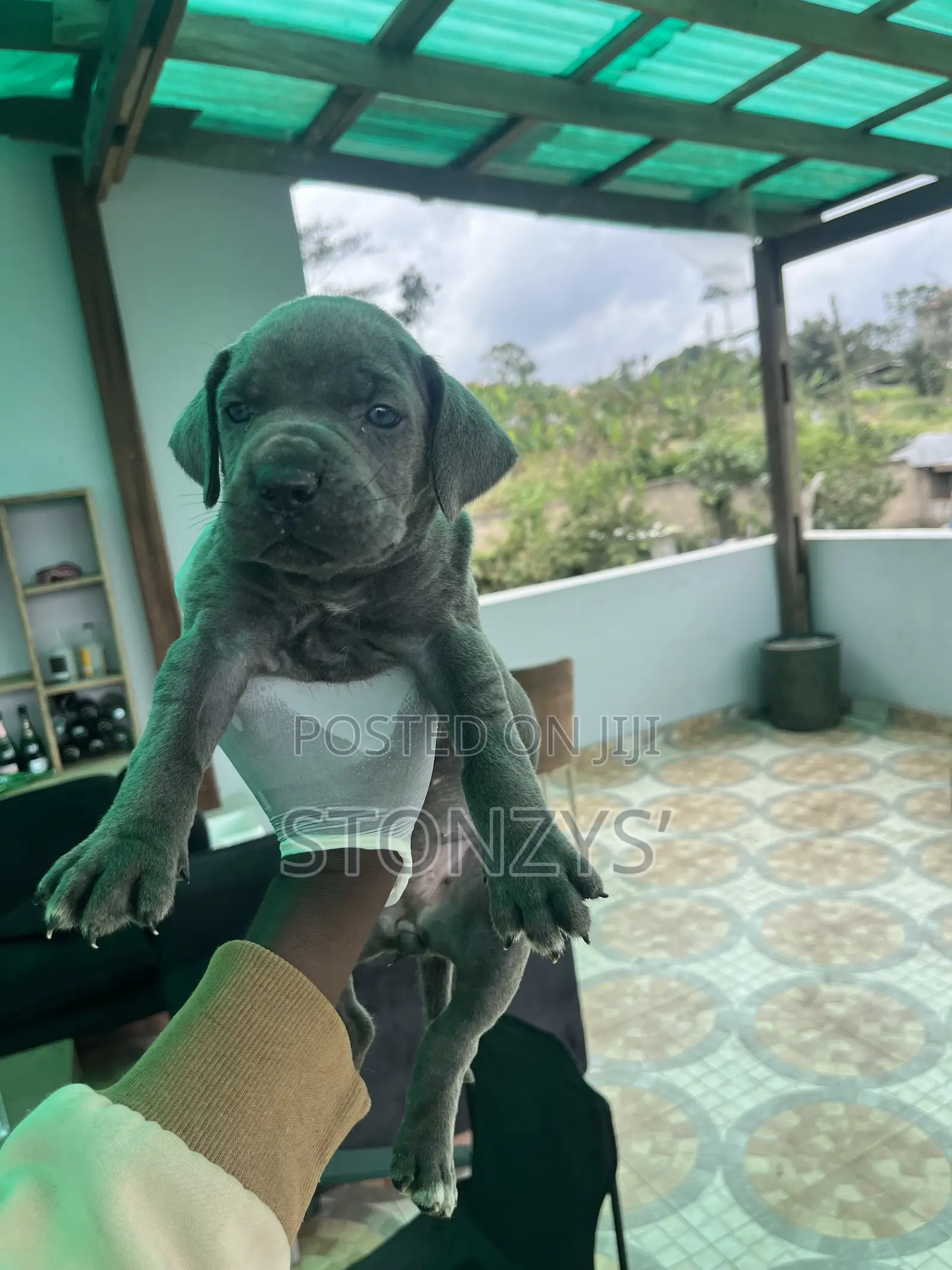 1-3 months Male Purebred Cane Corso