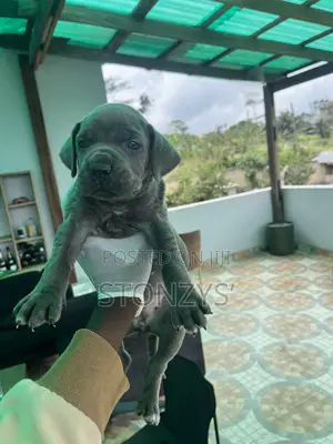 1-3 months Male Purebred Cane Corso