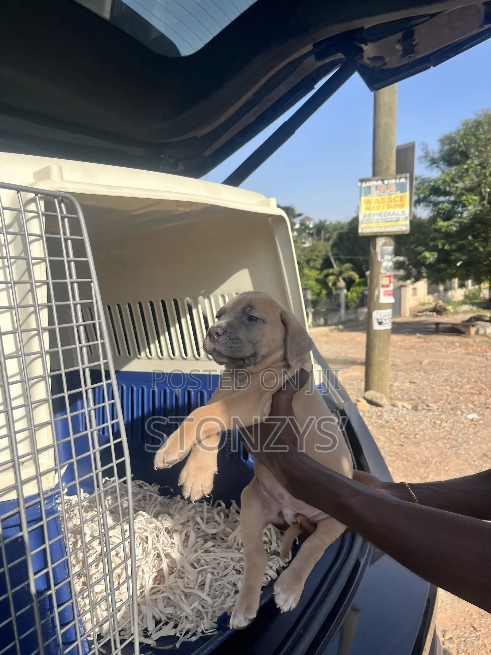 1-3 months Male Purebred Cane Corso