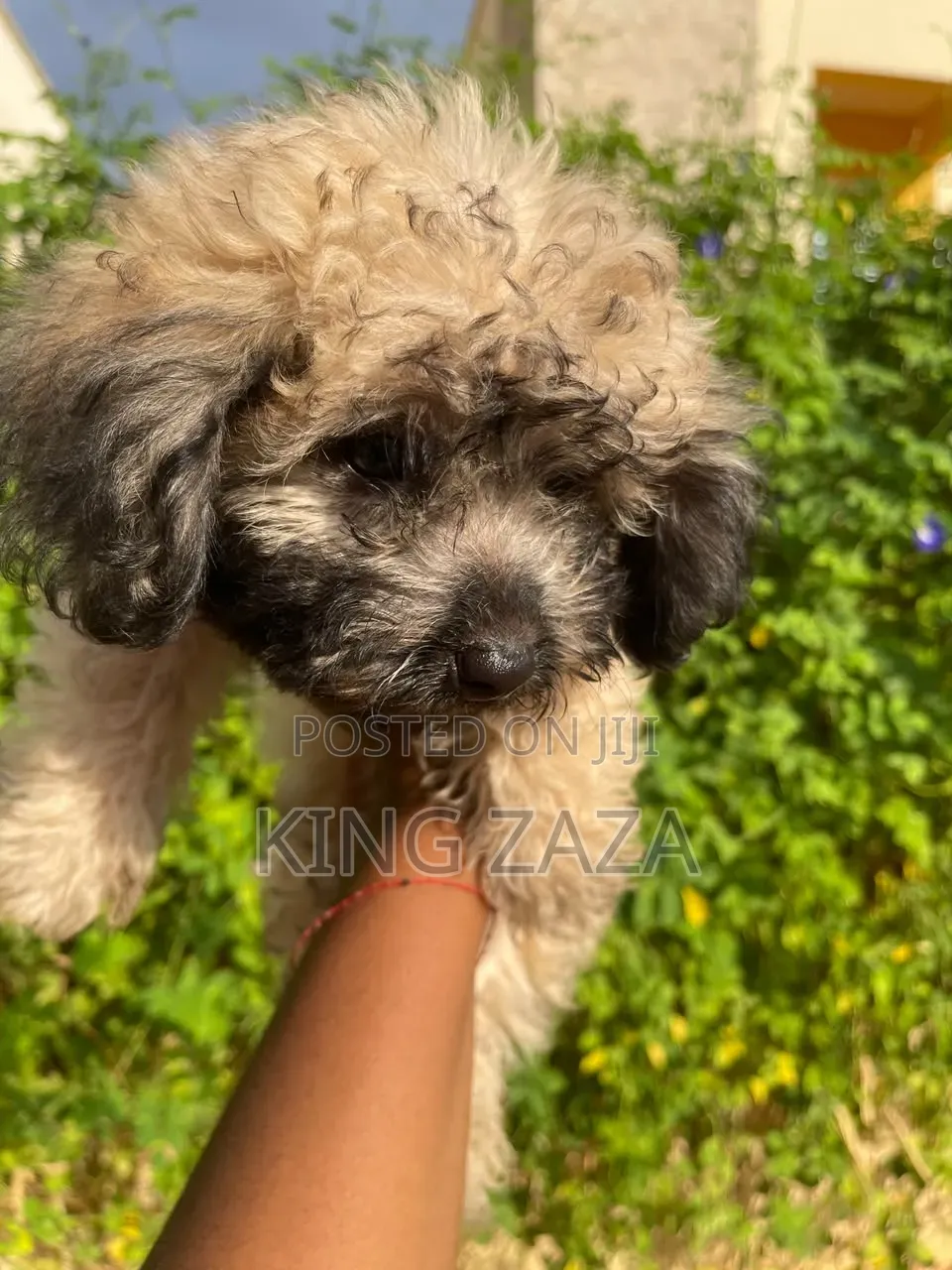 1-3 months Male Mixed Breed Poodle
