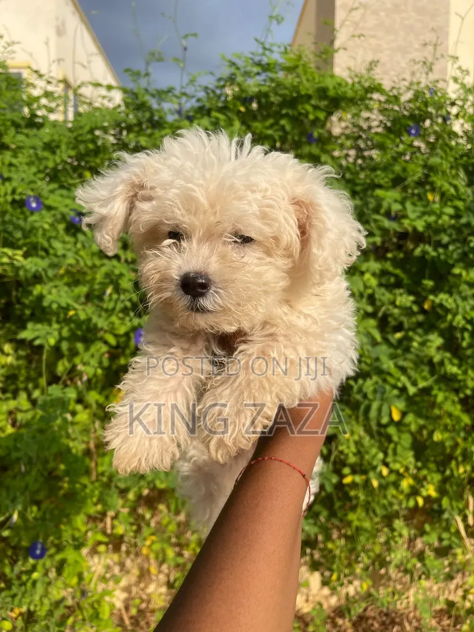 1-3 months Male Mixed Breed Poodle