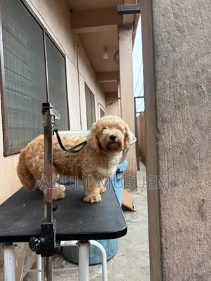 Professional Dog Groomer and Dog Haircuts Services for Your Pets