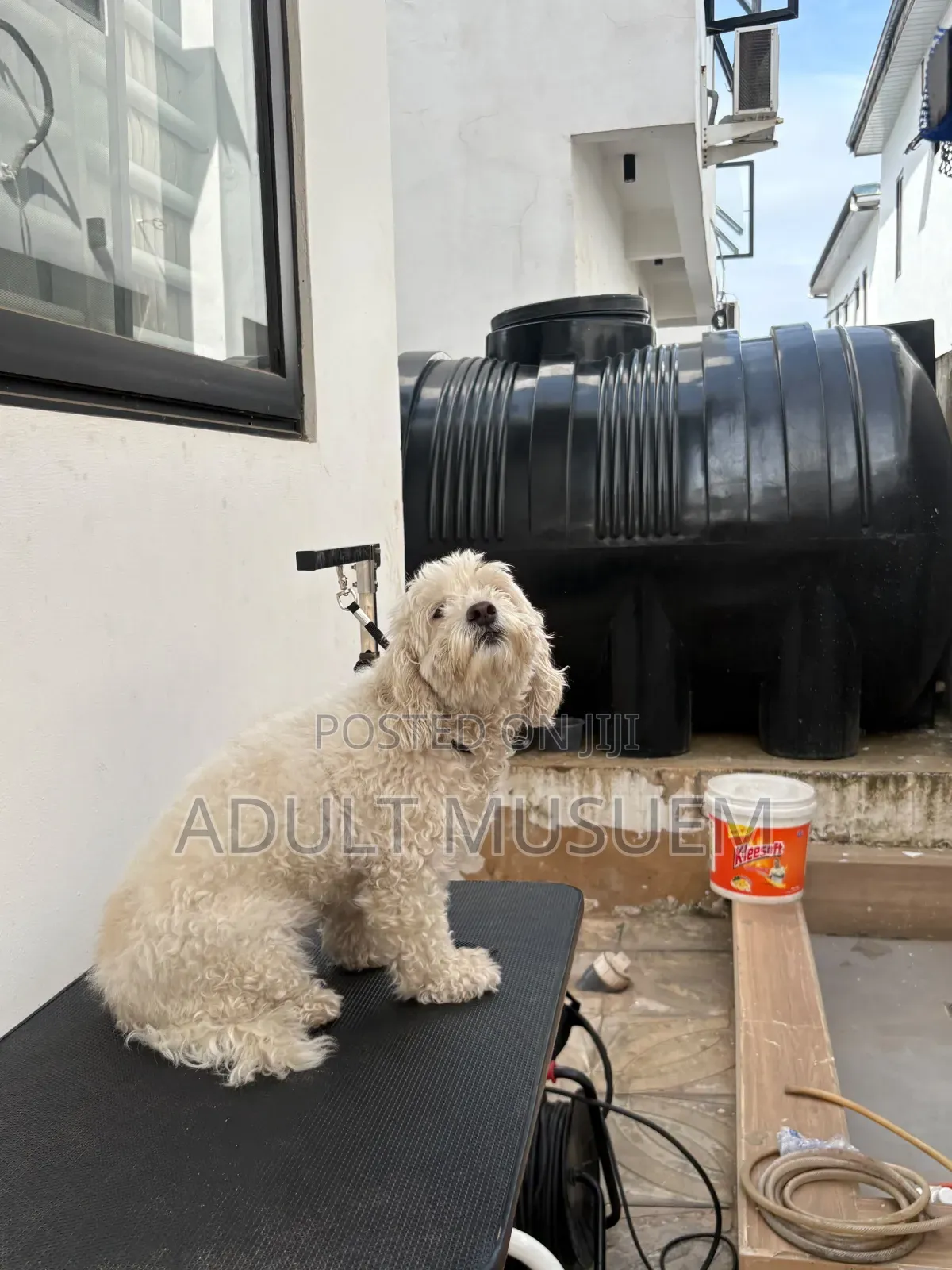 Puppy Grooming Accra Ghana | Puppy Bathing & Full Grooming Hair Cut