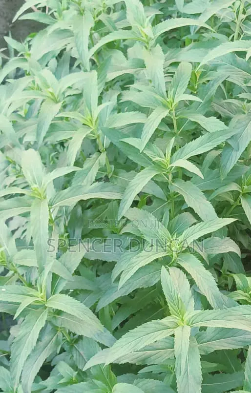 Natural Organic Spearmint Peppermint Leaves and Seedlings Exotic Breed